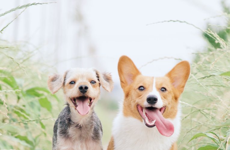 Preventing Home Dog Fights in Gainesville