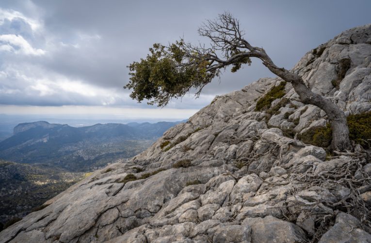 Gainesville: The Importance of Resilience in Overcoming Trauma